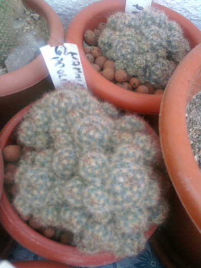 Mammillaria prolifera v. texana (1) - Mammillaria