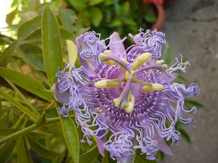 P1090526 - zzz-PASSIFLORA-iesite din colectie