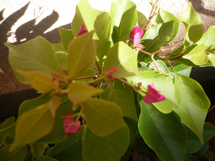 27.08.2011 - zzz-BOUGAINVILLEA-2011