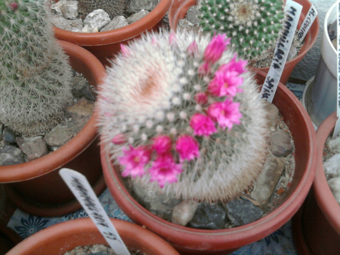 Mammillaria spinossima 2 subsp. pilcayensis 1 (1) - Mammillaria