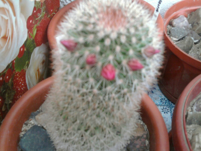 Mammillaria spinossima 2 subsp. pilcayensis 1 (3)