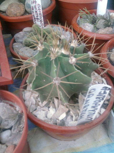 ASTROPHYTUM ORNATUM - Astrophytum