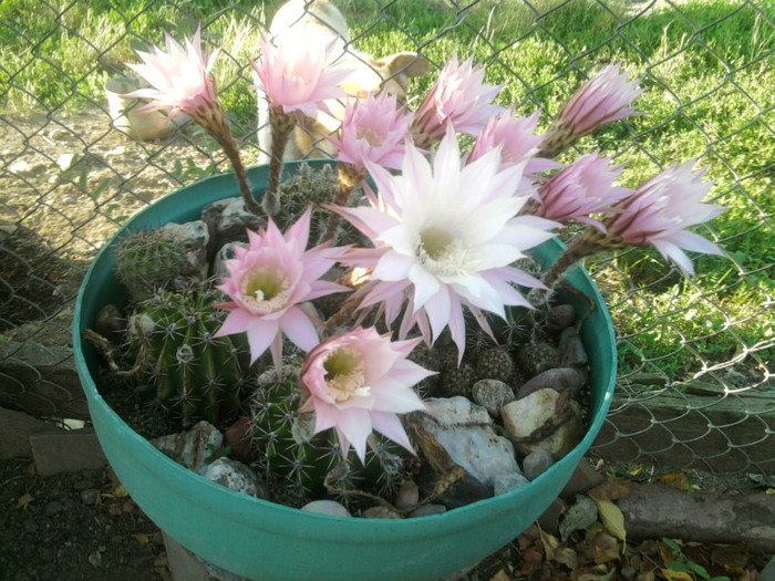 Echinopsis 2011 (21) - Echinopsis