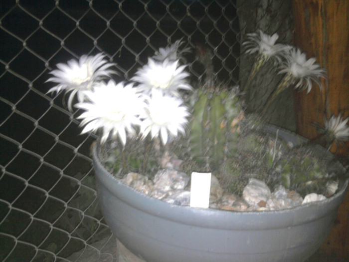 Echinopsis 2011