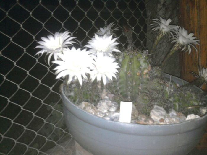 Echinopsis 2011 (1) - Echinopsis
