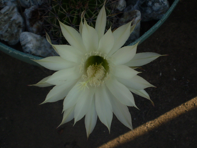 Echinopsis 2011 (2) - Echinopsis