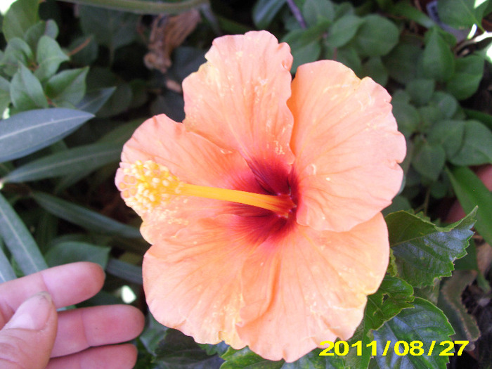 Picture 004 - hibiscus