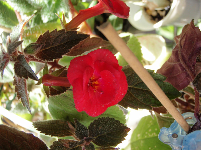 achimenes Stan's Delight ziua - Gesneriaceae-Streptocarpusi