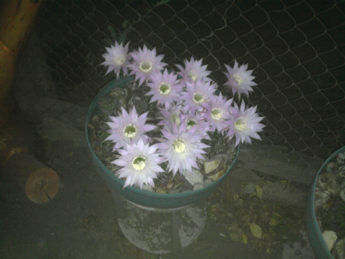 Echinopsis 2011 (26) - Echinopsis