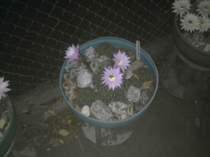 Echinopsis 2011 (28) - Echinopsis