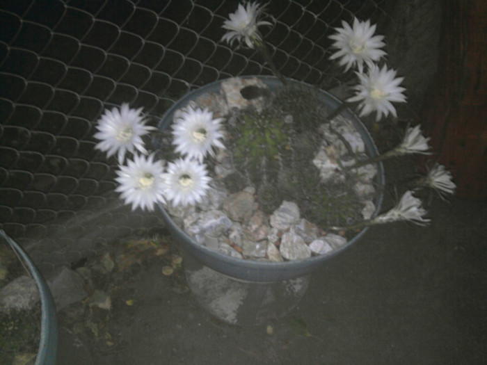 Echinopsis 2011 (29) - Echinopsis