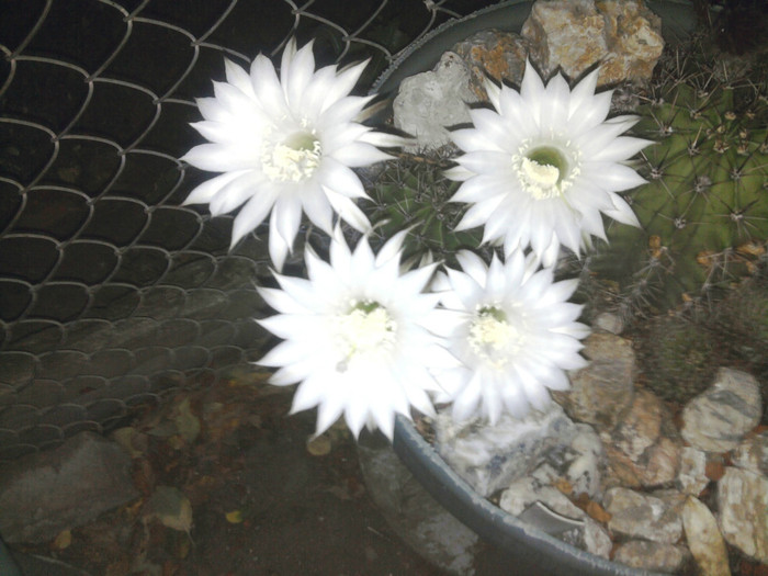 Echinopsis 2011 (30) - Echinopsis