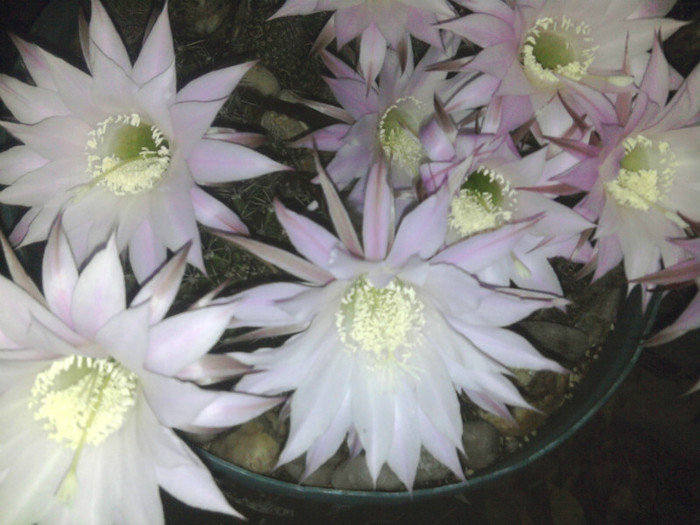 Echinopsis 2011 (31) - Echinopsis