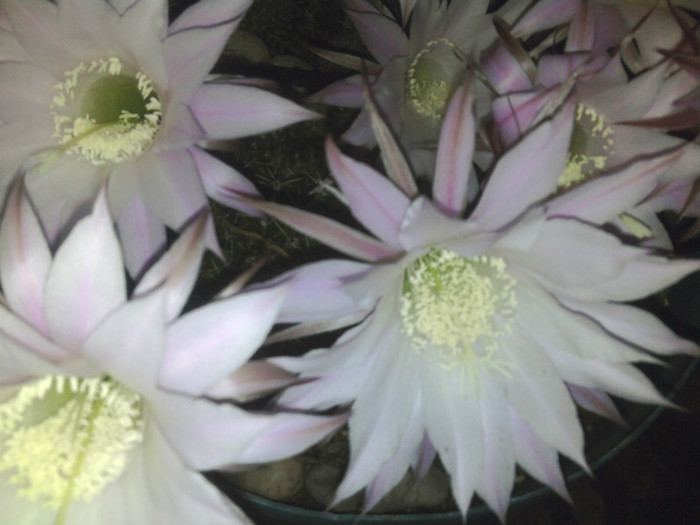 Echinopsis 2011 (32) - Echinopsis