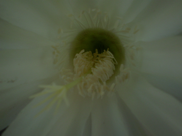 Echinopsis floare macro - Echinopsis