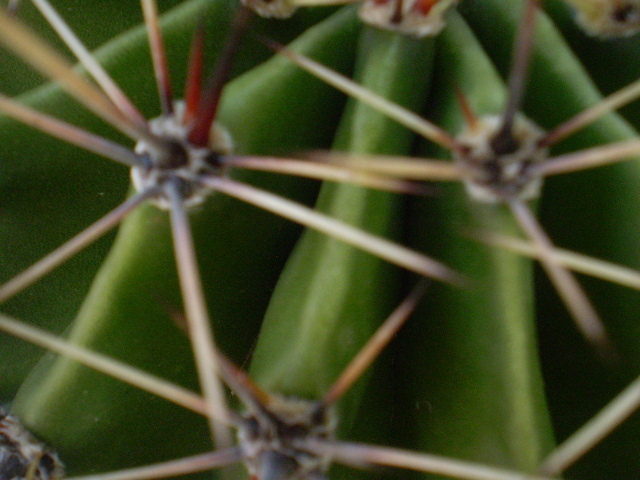 Echinopsis macro - Echinopsis