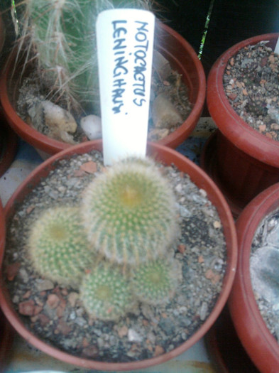 Notocactus leninghausi - Notocactus
