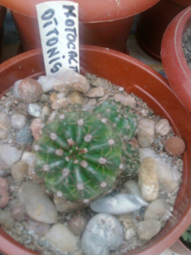 Notocactus ottonis - Notocactus