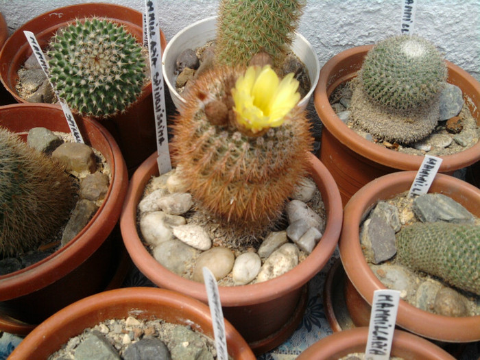 Notocactus schlosseri (1) - Notocactus