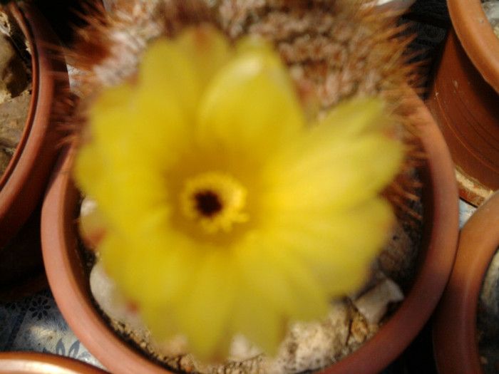 Notocactus schlosseri (3)