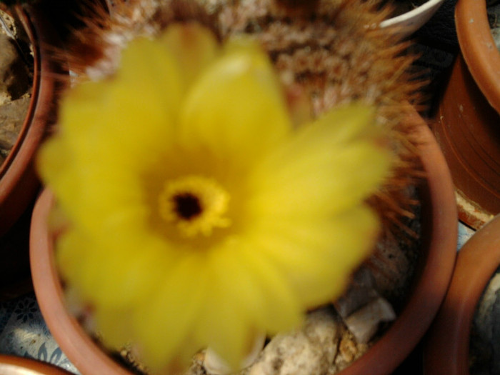 Notocactus schlosseri (4) - Notocactus