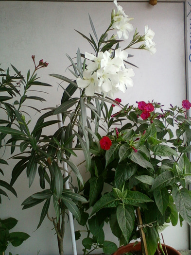 leandru alb si mirabilis; leandrul alb cu flori simple

