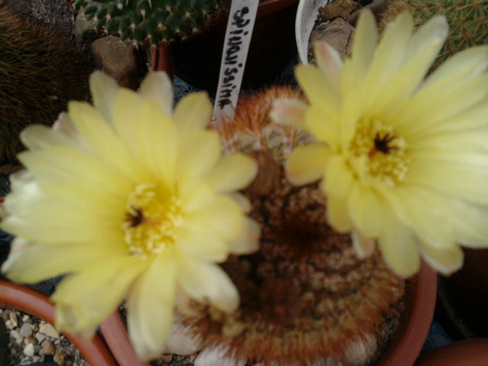 Notocactus schlosseri (8)