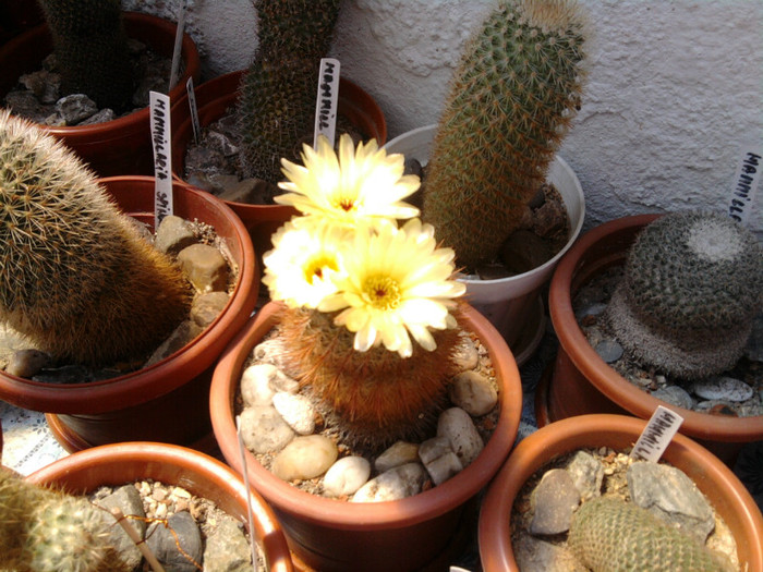 Notocactus schlosseri (9)