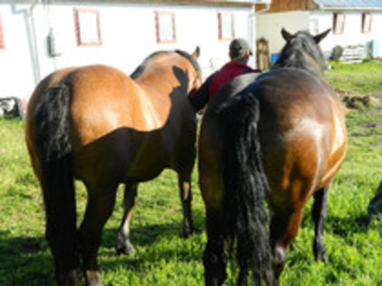 2 iepe de vanzare -pagina lui gorbe - 7-anunt important