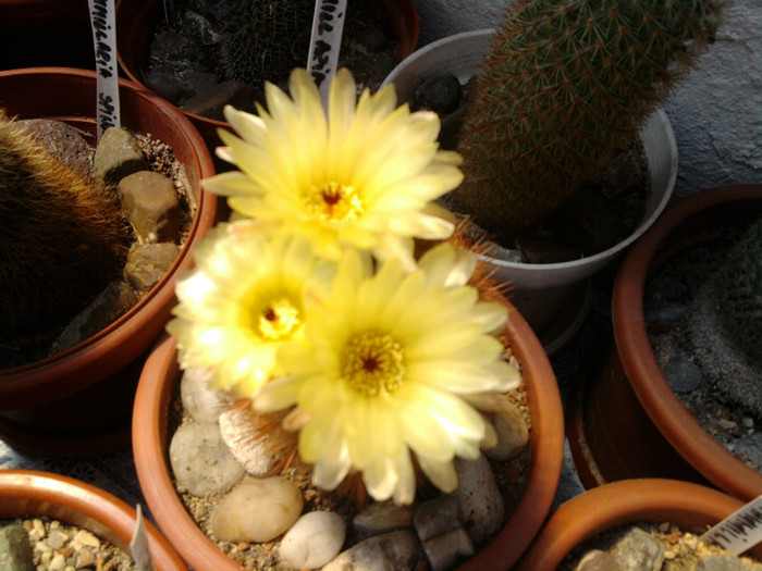 Notocactus schlosseri (10) - Notocactus