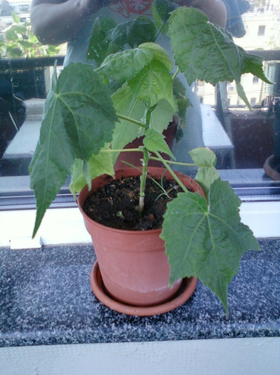 abutilon; abutilon, inca neinflorit ...
