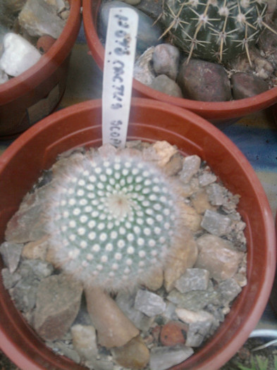 Notocactus scopa 1 - Notocactus