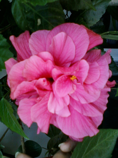 hibiscus roz-batut; floare de hibi , roz batut...
