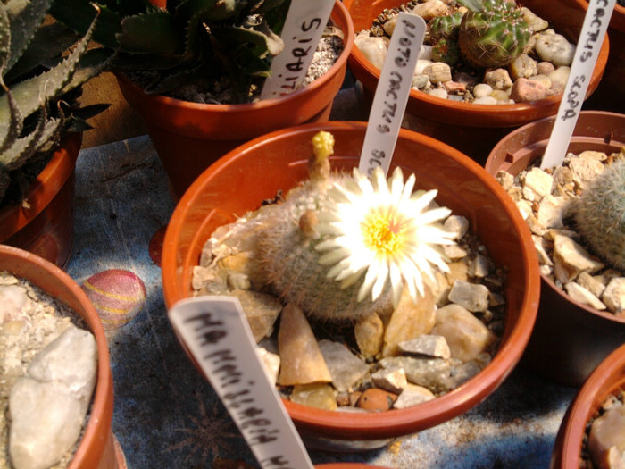 Notocactus scopa (2)