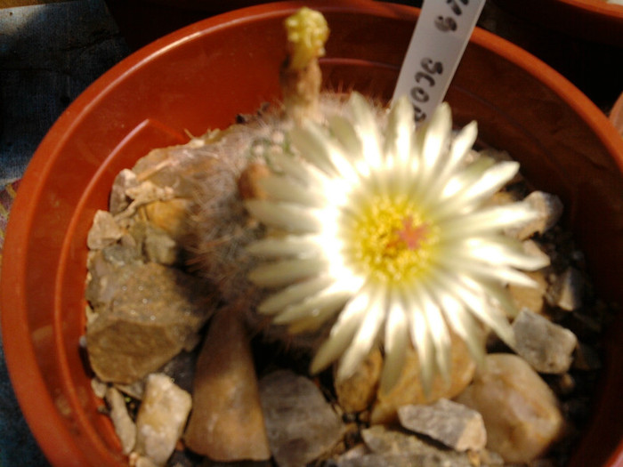 Notocactus scopa (3)