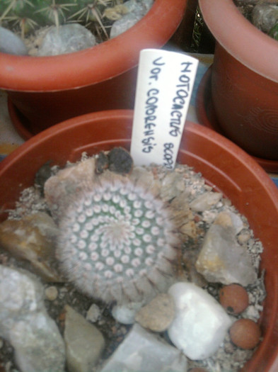 Notocactus scopa var. cobrensis