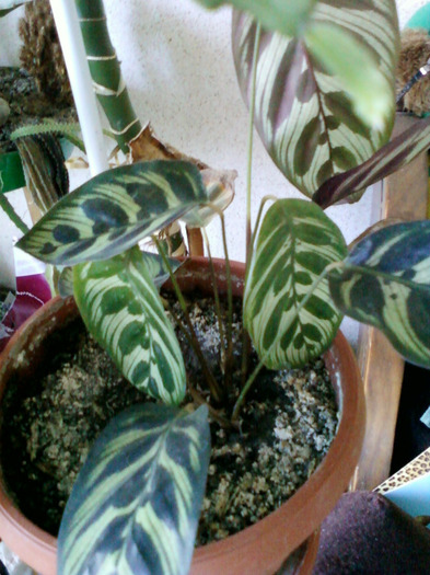 calathea makoyana; calathea makoyana
