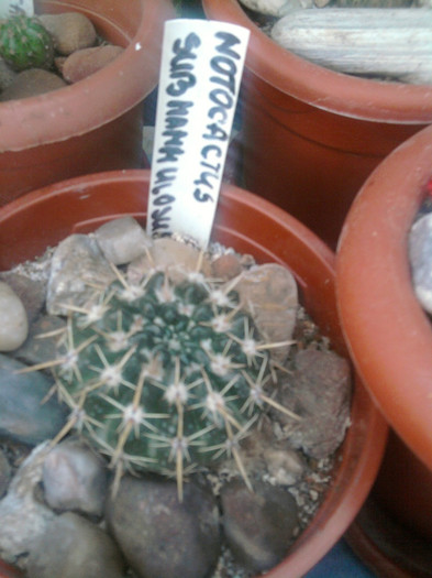 Notocactus submammulosus - Notocactus