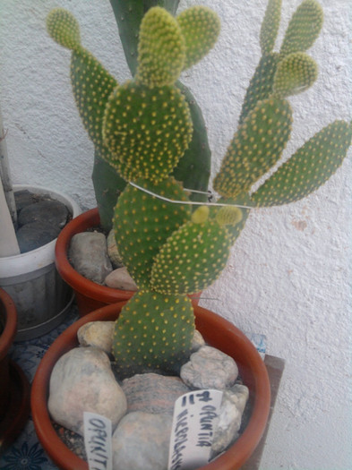 Opuntia microdasys