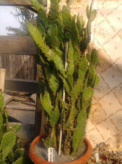 Opuntia monocantha fma. monstrosa