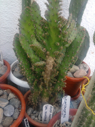 Opuntia monocantha fma. monstrosa (1) - Opuntia