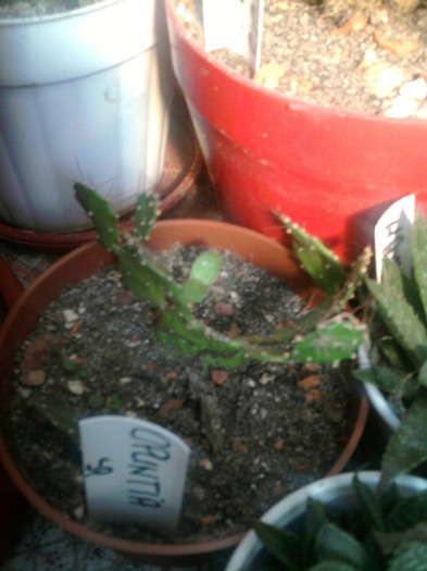 Opuntia sp - Opuntia