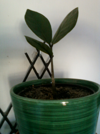 zamioculcas - florile mele