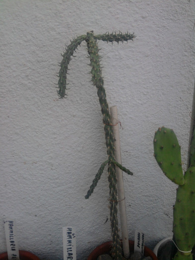 Marenopuntia marenae - Opuntia