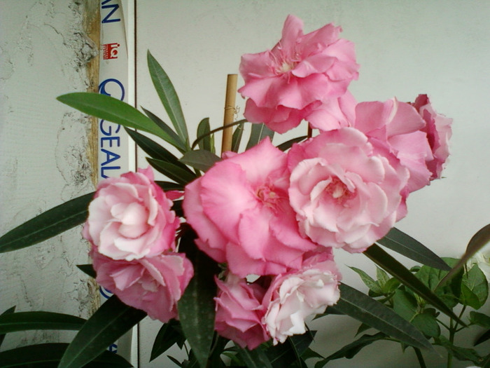 leandru roz-batut; leandrul cu flori batute roz-parfumat

