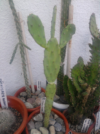 Opuntia ficus indica - Opuntia