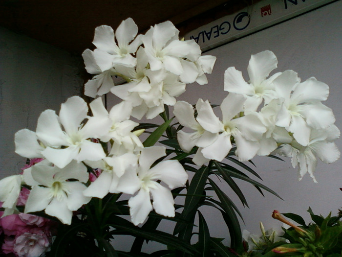 leandru alb-simplu; florile leandrului alb...
