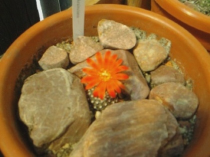 Rebutia krainziana - Rebutia