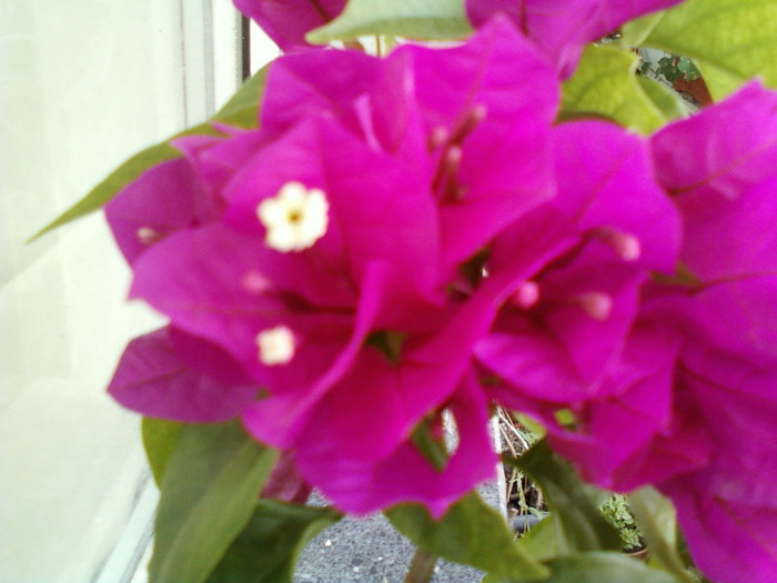 bougainvillea; bougainvillea cu flori ciclam , una din preferatele mele...
