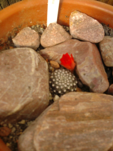 Rebutia krainziana (6)